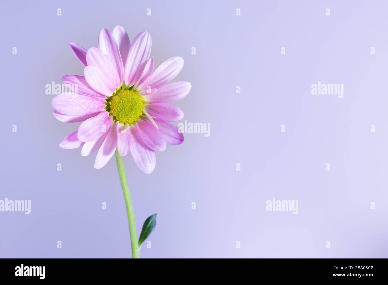 Chrysanthème fleur sur fond rose violet avec espace de copie pour le texte. Carte de voeux de Pâques. Concept de médecine des allergies. Banque D'Images