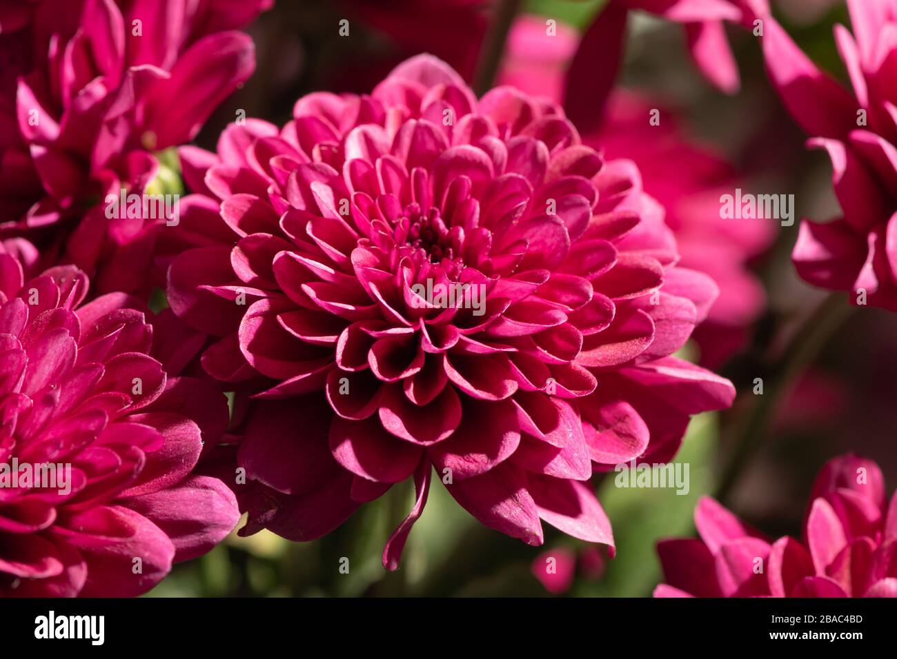 Un bouquet de fleurs de chrysanthème rouge foncé. Motif fleuri dans le parc. Grappe de fleurs de chrysanthème violette rose. Banque D'Images