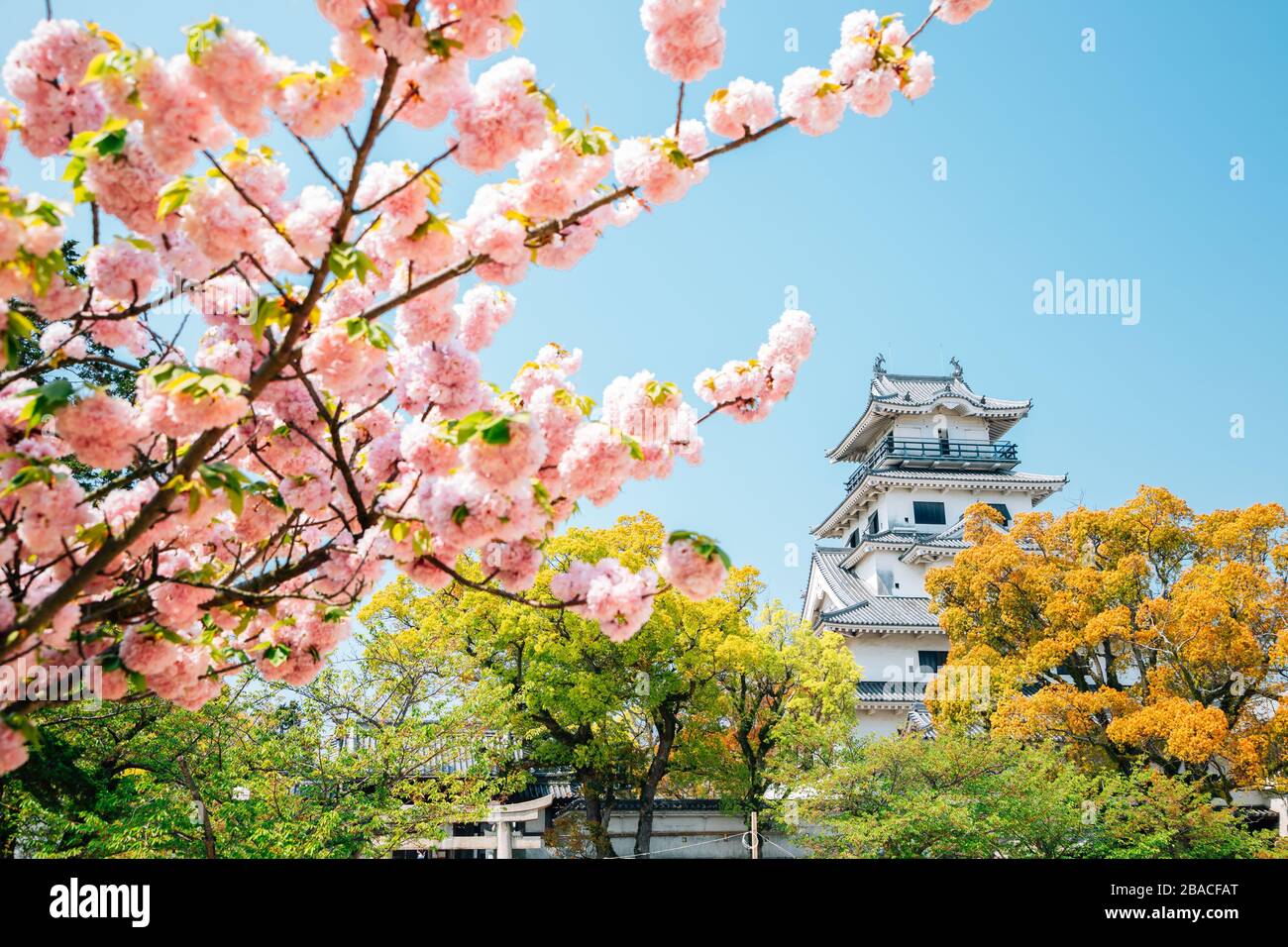 Château d'Imabari au printemps à Ehime, Shikoku, Japon Banque D'Images