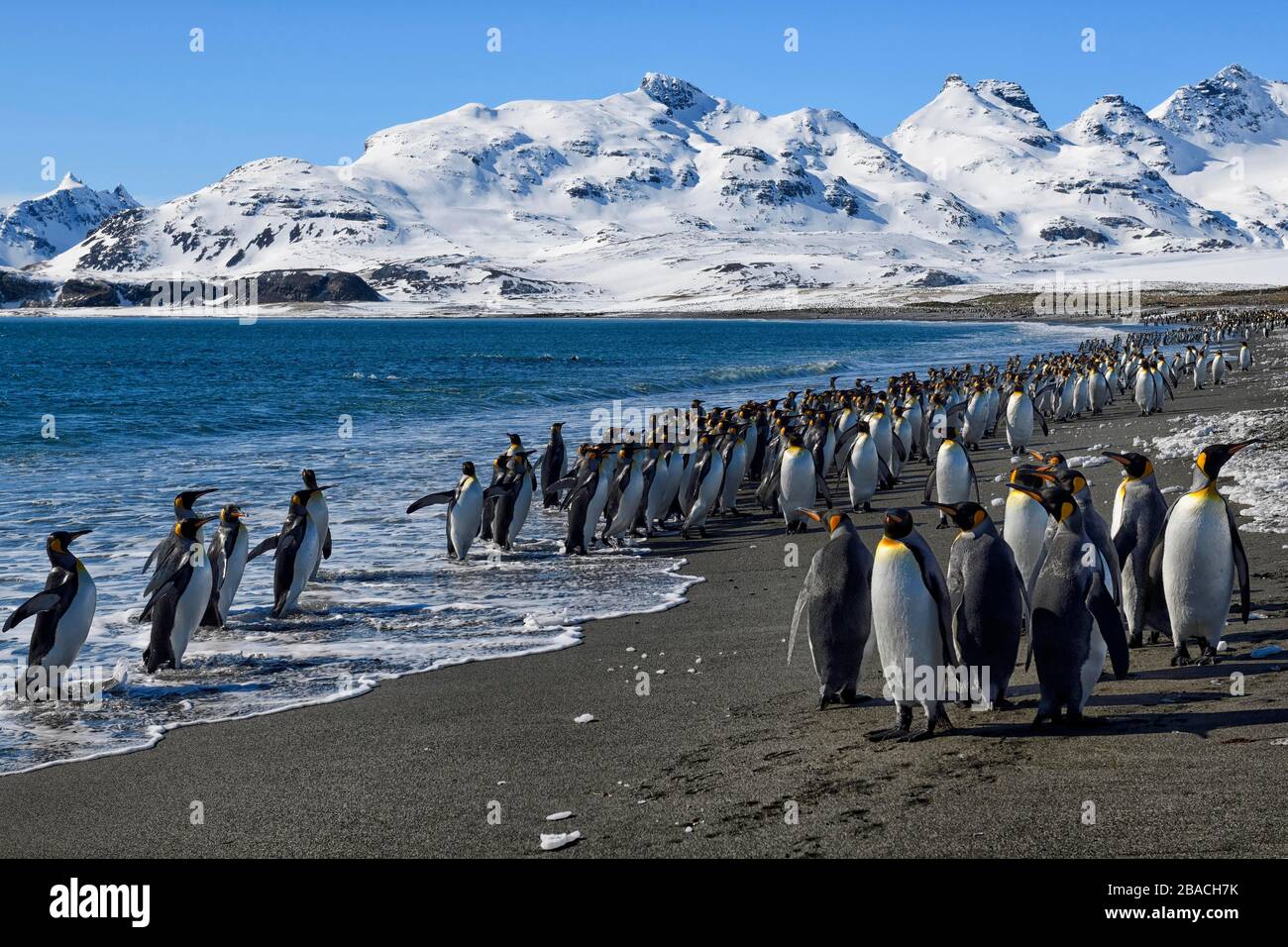 King Penguins (Aptenodytes patagonicus) sur la plage, plaine de Salisbury, Géorgie du Sud, Antarctique Banque D'Images