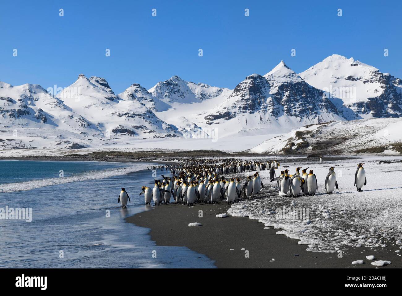 King Penguins (Aptenodytes patagonicus) sur la plage, plaine de Salisbury, Géorgie du Sud, Antarctique Banque D'Images