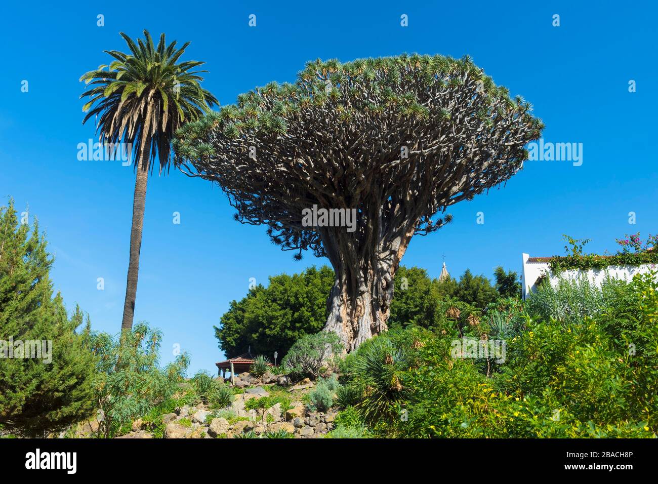 Dragon Tree millénaire (Dracaena draco), Icod de los Vinos, Tenerife, îles Canaries, Espagne Banque D'Images