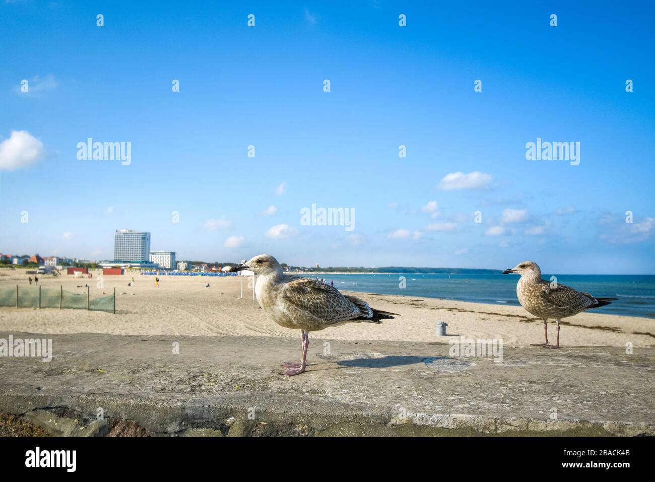 Deux mouettes de mer se trouvent sur un mur de pierre près de la plage de sable de Warnemunde Rostock Allemagne sur la mer Baltique Banque D'Images