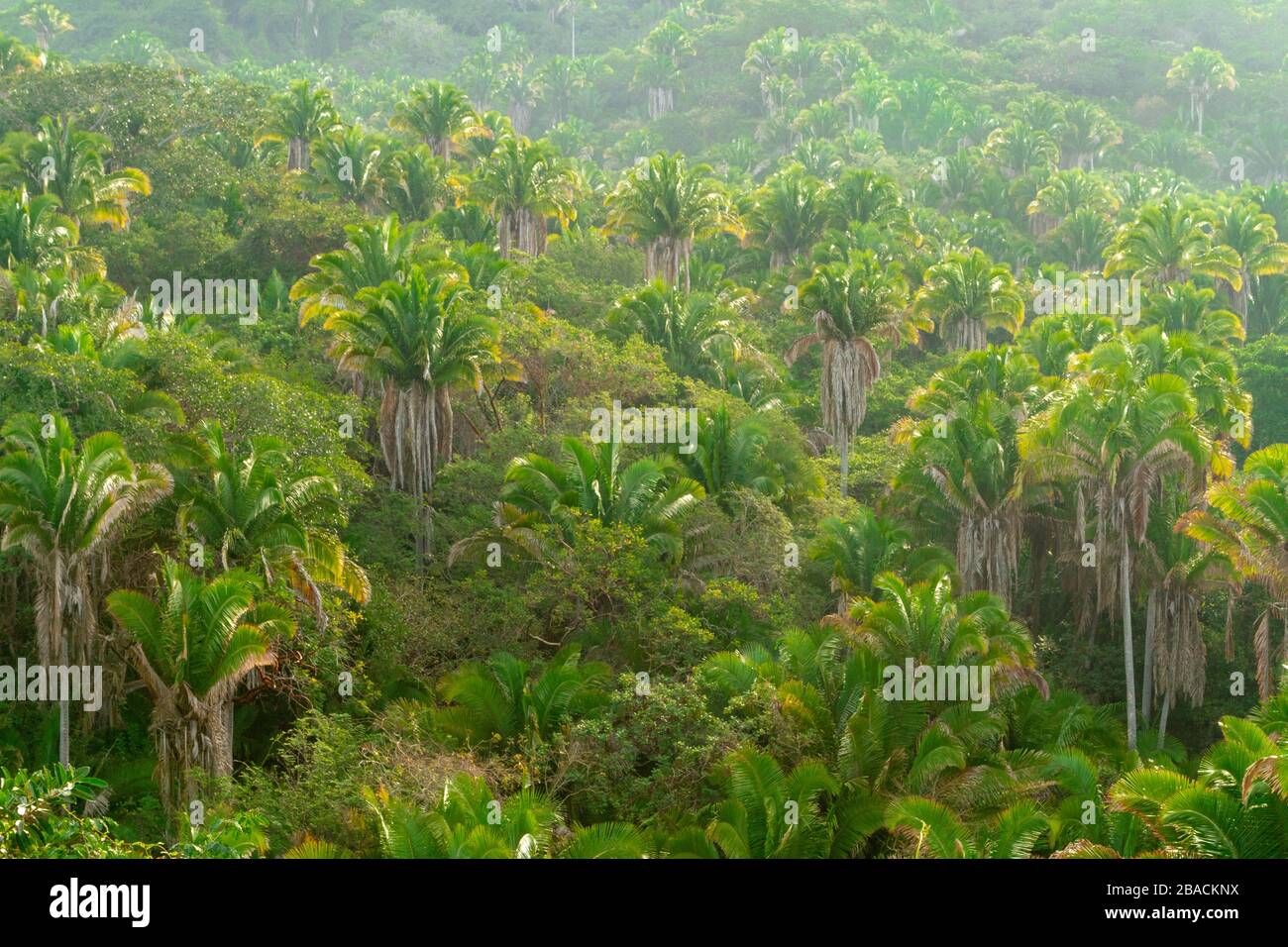 Une jungle immaculée ensoleillée le matin au nord de Sayulita, Nayarit, Mexique. Banque D'Images