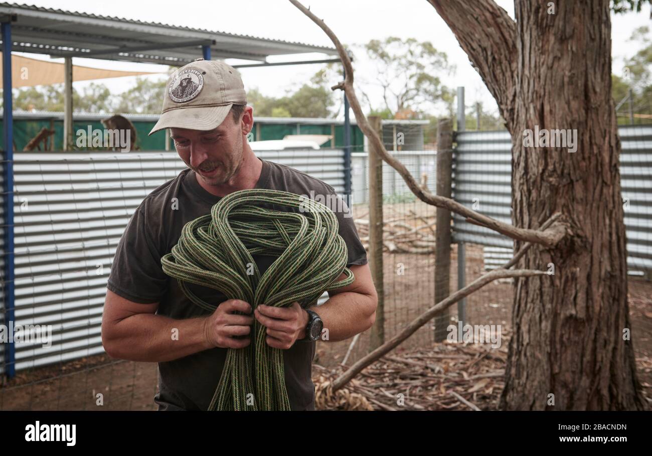 L'arboriste Kai Wild et le sauveteur de la faune ont récupéré les koalas blessés des arbres après les feux de brousse sur l'île Kangourou, en Australie méridionale. Banque D'Images