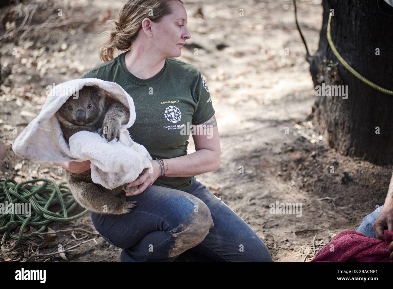 Un koala sauvé par Kelly Donithan de la Humane Society International d'un arbre sur l'île Kangaroo, Australie méridionale, Australie. Banque D'Images