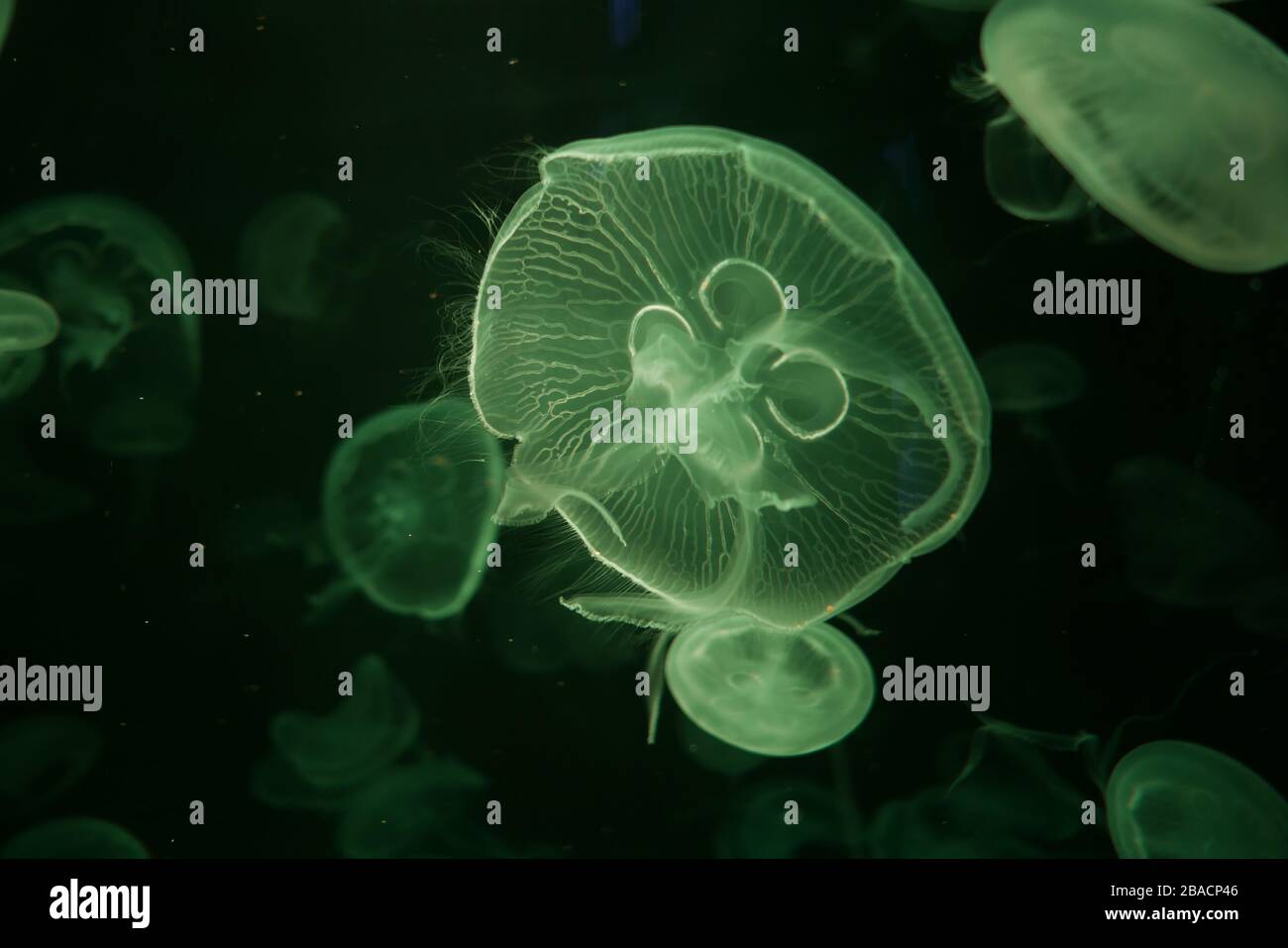Close-up, Méduse Méduse en aquarium avec éclairage au néon. Méduse est des polypes marins avec un bell- gélatineuse ou corps en forme de t Banque D'Images