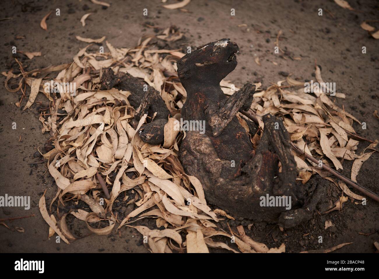 Une mère et un bébé joey koalas qui avaient péri ensemble dans les feux de brousse de l'île Kangaroo, sur l'île Kangaroo, en Australie méridionale. Banque D'Images