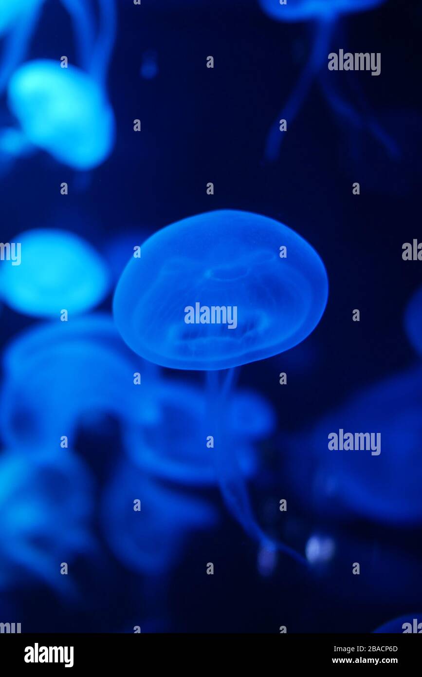 Close-up, Méduse Méduse en aquarium avec éclairage au néon. Méduse est des polypes marins avec un bell- gélatineuse ou corps en forme de t Banque D'Images
