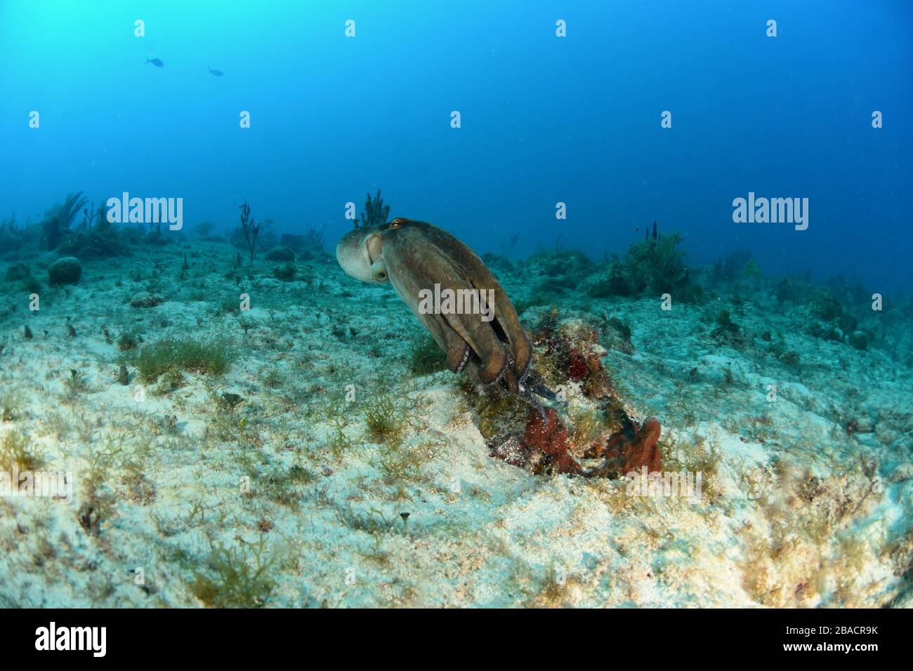 Commun Octopus marchant sur et essayant de se cacher en pleine vue sur le sommet du récif à Saint-Martin, site de plongée titre récif Banque D'Images