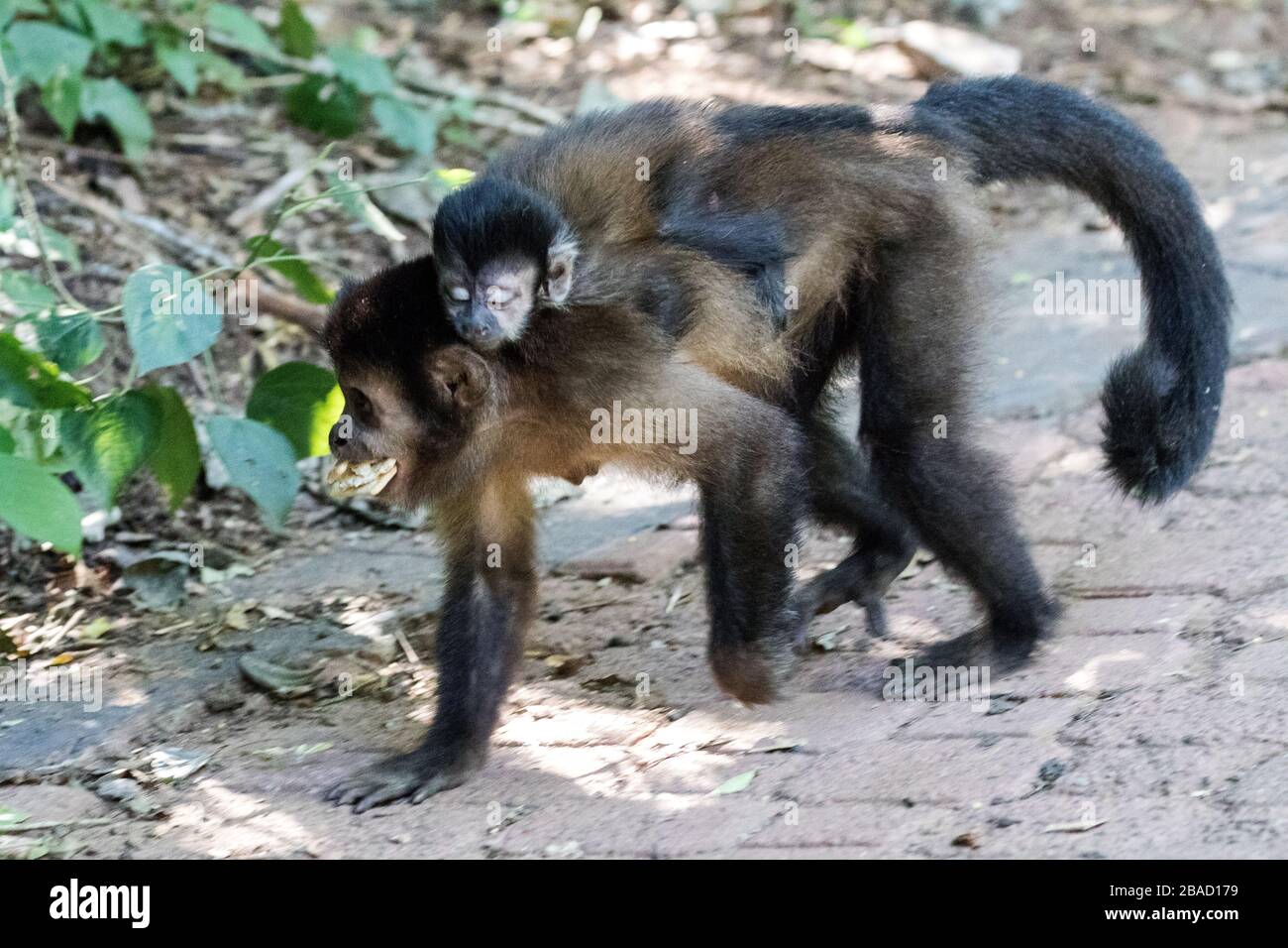 Singe capuchin et bébé avec des aliments offerts par les touristes Banque D'Images