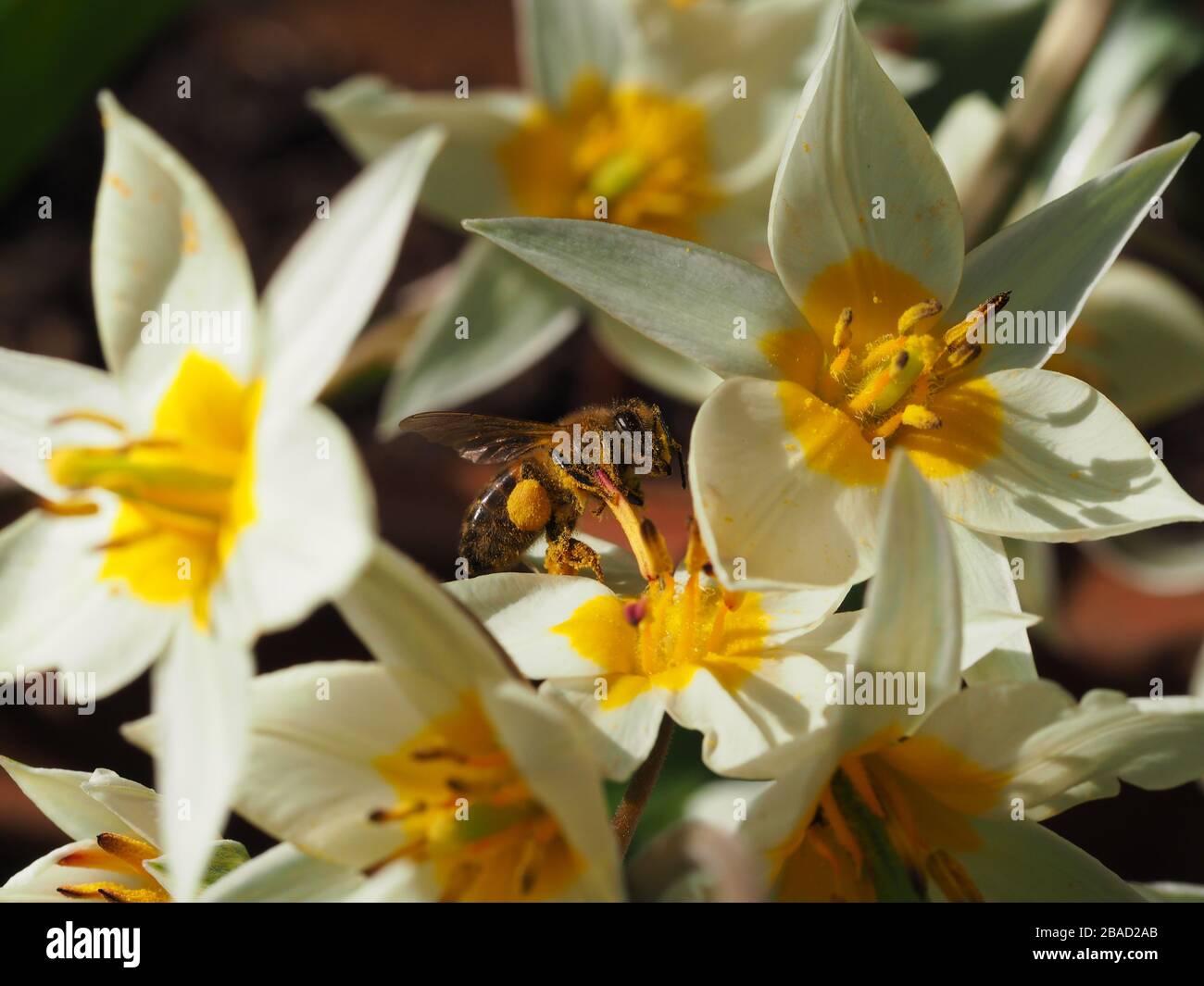 Tulipe Turkestanica pollinisée par Bees. Maison cultivée, pleine de pollen et au sommet de la fraîcheur. Banque D'Images