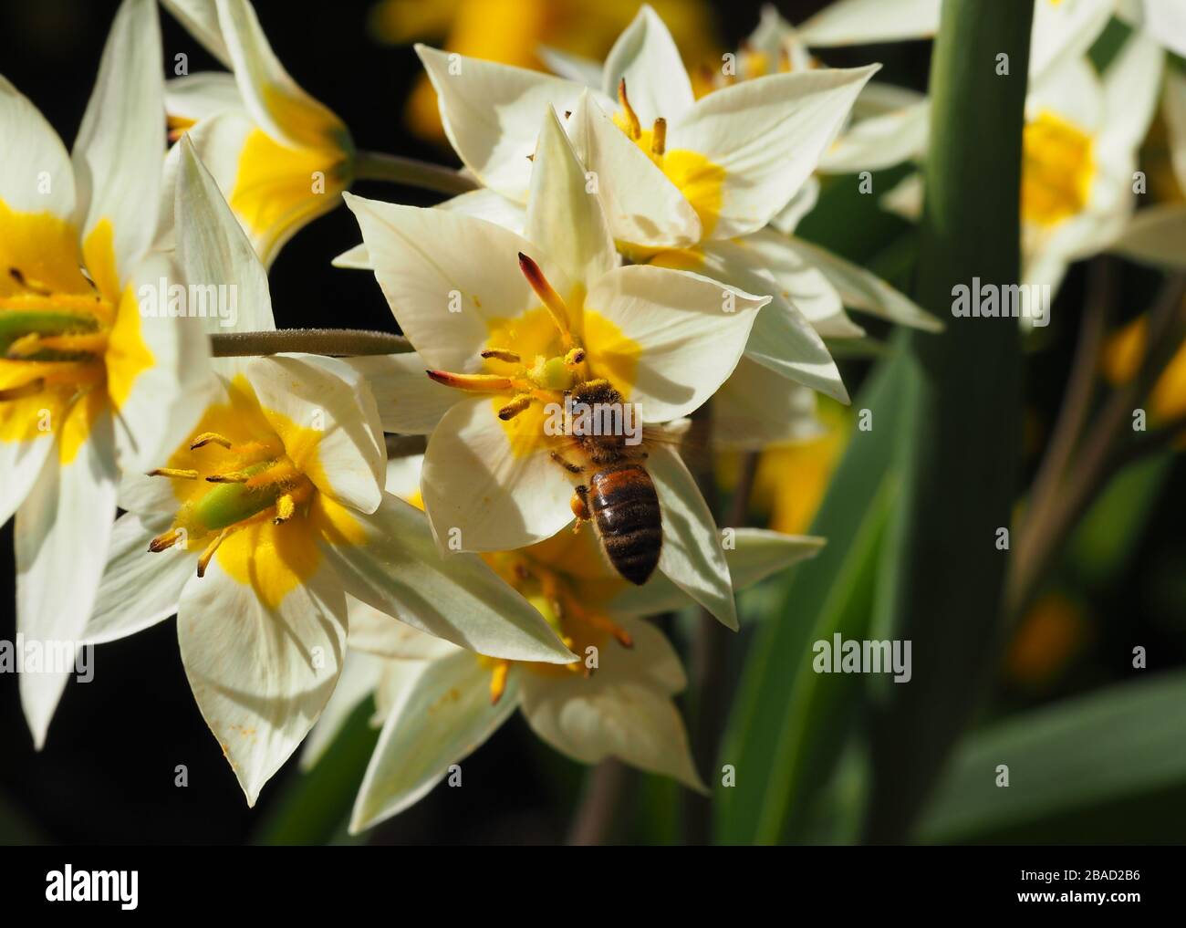 Tulipe Turkestanica pollinisée par Bees. Maison cultivée, pleine de pollen et au sommet de la fraîcheur. Banque D'Images