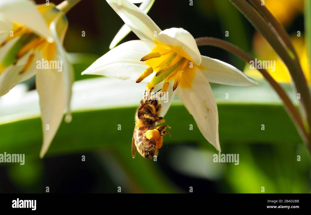 Tulipe Turkestanica pollinisée par Bees. Maison cultivée, pleine de pollen et au sommet de la fraîcheur. Banque D'Images