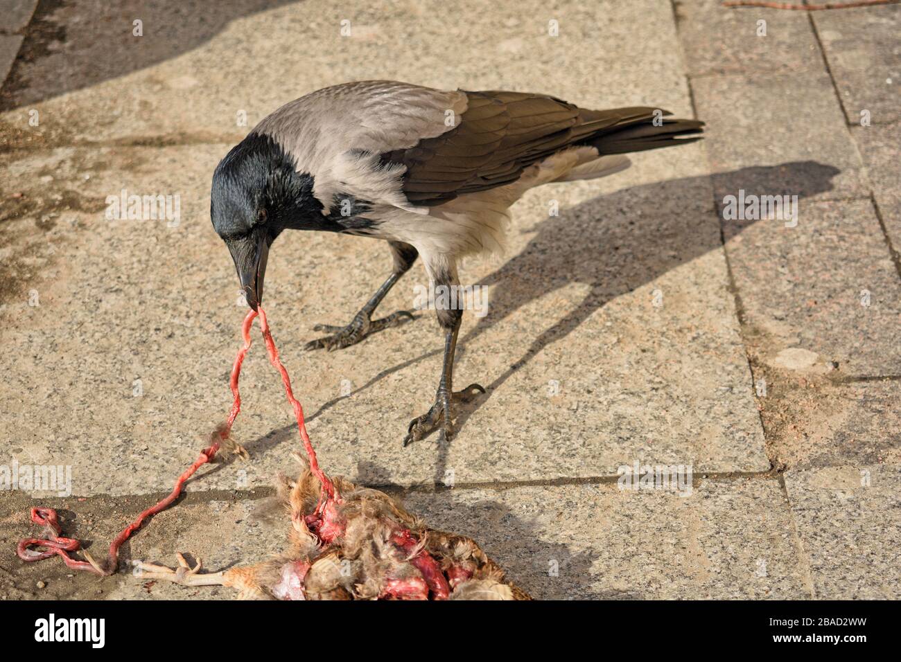 Crow mange un oiseau mort.elle a égupé les côtés avec son bec. Banque D'Images