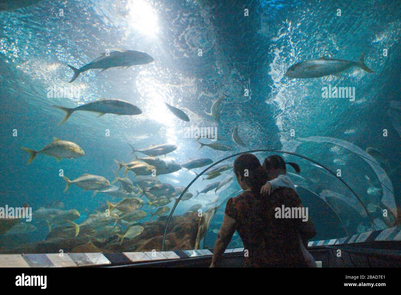 Shanghai, Shanghai, Chine. 27 mars 2020. L'aquarium marin de Shanghai est l'un des plus grands aquarium artificiel au monde, avec une zone d'exposition biologique et écologique unique dans le bassin fluvial de Yangtze en Chine. Crédit: ZUMA Press, Inc./Alay Live News Banque D'Images