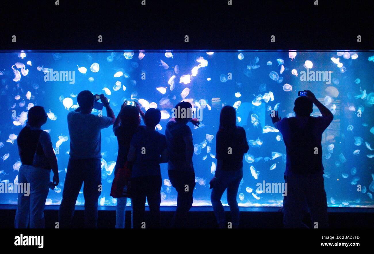 Shanghai, Shanghai, Chine. 27 mars 2020. L'aquarium marin de Shanghai est l'un des plus grands aquarium artificiel au monde, avec une zone d'exposition biologique et écologique unique dans le bassin fluvial de Yangtze en Chine. Crédit: ZUMA Press, Inc./Alay Live News Banque D'Images