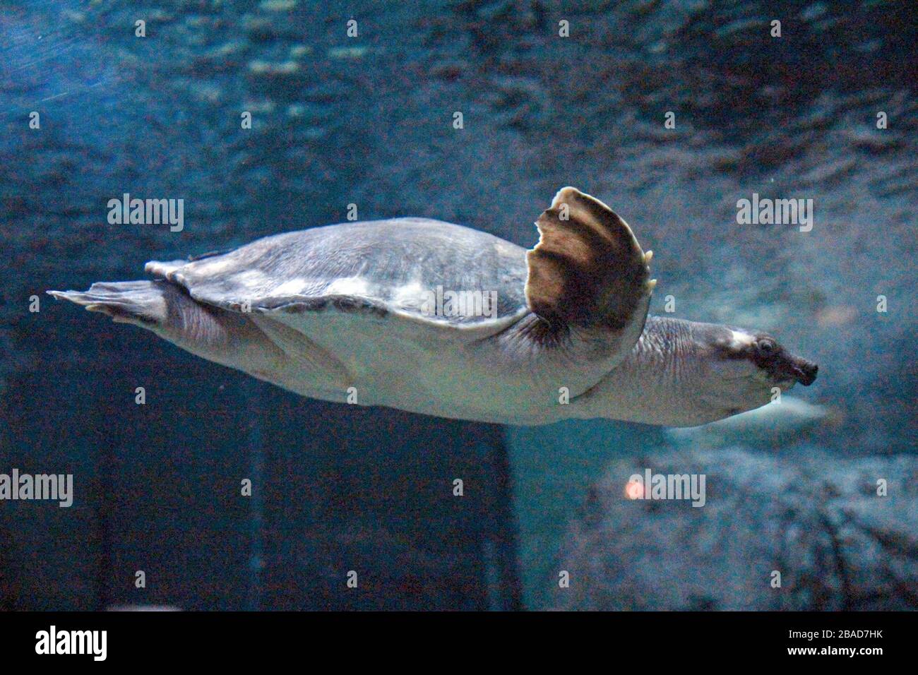Shanghai, Shanghai, Chine. 27 mars 2020. L'aquarium marin de Shanghai est l'un des plus grands aquarium artificiel au monde, avec une zone d'exposition biologique et écologique unique dans le bassin fluvial de Yangtze en Chine. Crédit: ZUMA Press, Inc./Alay Live News Banque D'Images