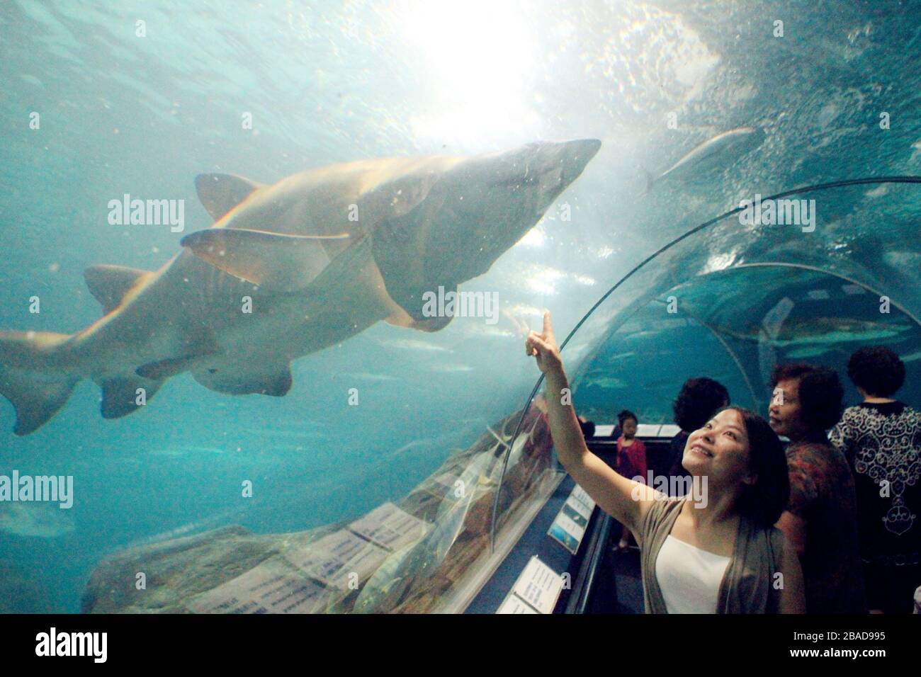 Shanghai, Chine. 27 mars 2020. L'aquarium marin de Shanghai est l'un des plus grands aquarium artificiel au monde, avec une zone d'exposition biologique et écologique unique dans le bassin fluvial de Yangtze en Chine. Crédit: SIPA Asia/ZUMA Wire/Alay Live News Banque D'Images