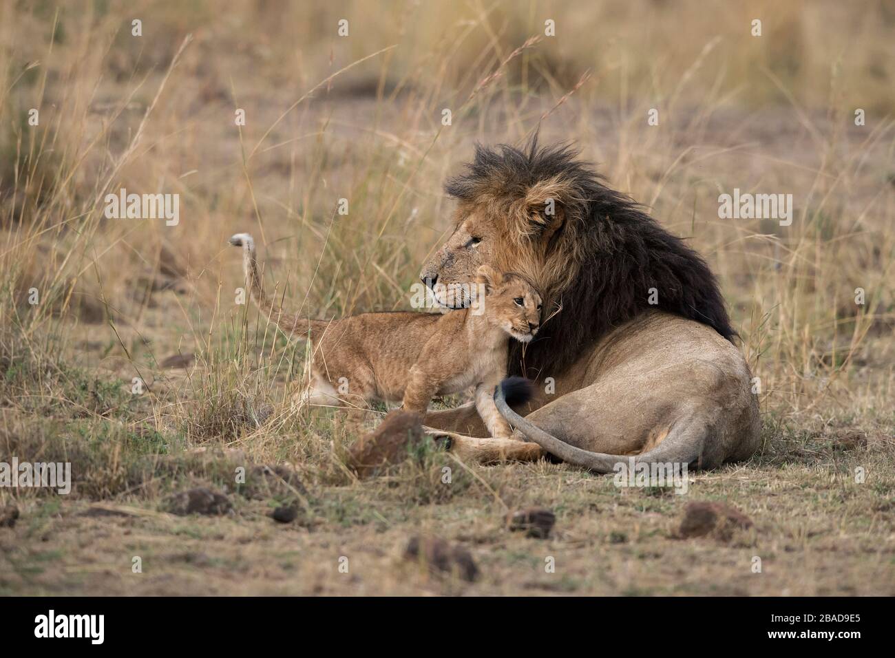 L'image du lion africain (Panthera leo) cub avec un homme dans le parc national de Masai mara, au Kenya Banque D'Images