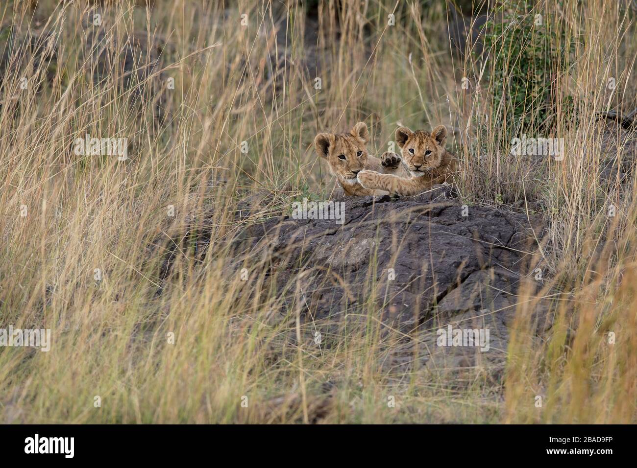 L'image du lion africain (Panthera leo) se coure dans le parc national de Masai mara, au Kenya Banque D'Images