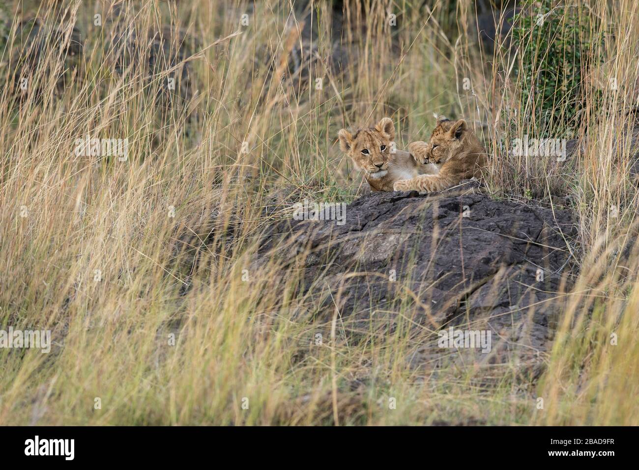 L'image du lion africain (Panthera leo) se coure dans le parc national de Masai mara, au Kenya Banque D'Images