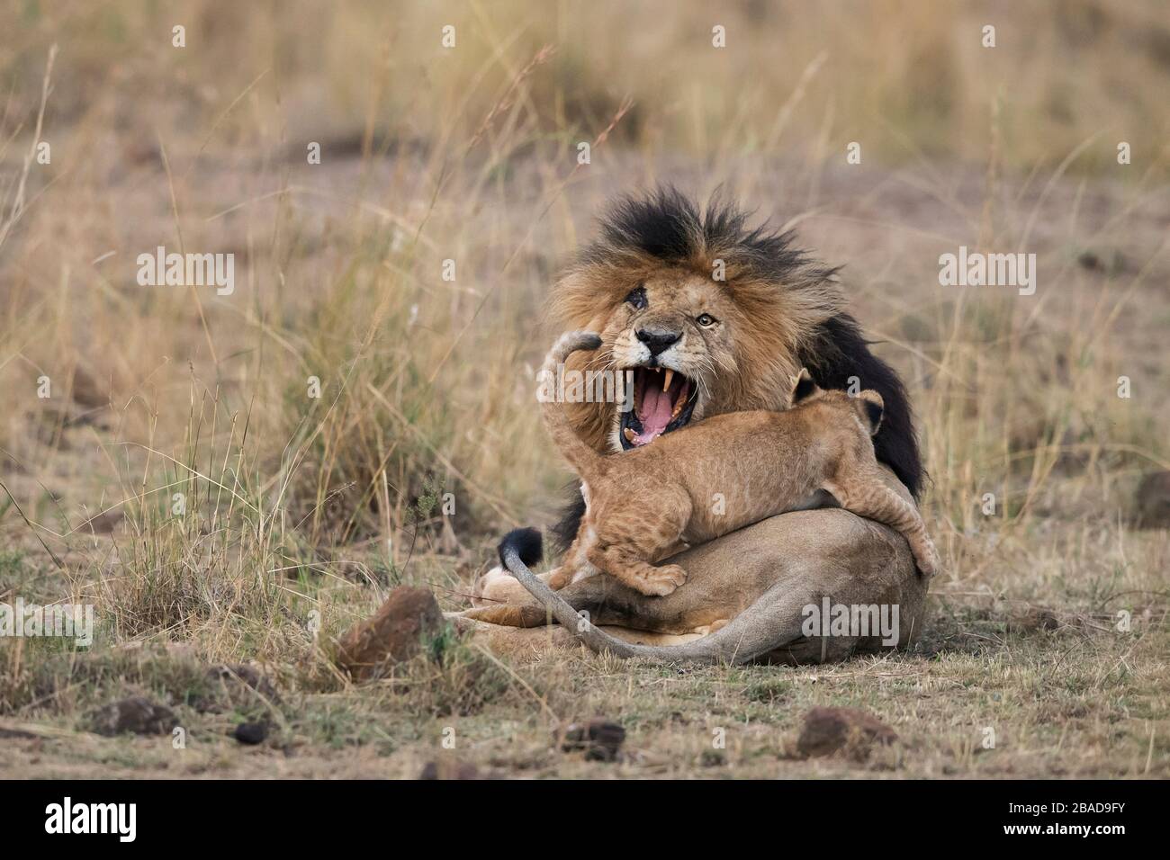 L'image du lion africain (Panthera leo) cub avec un homme dans le parc national de Masai mara, au Kenya Banque D'Images