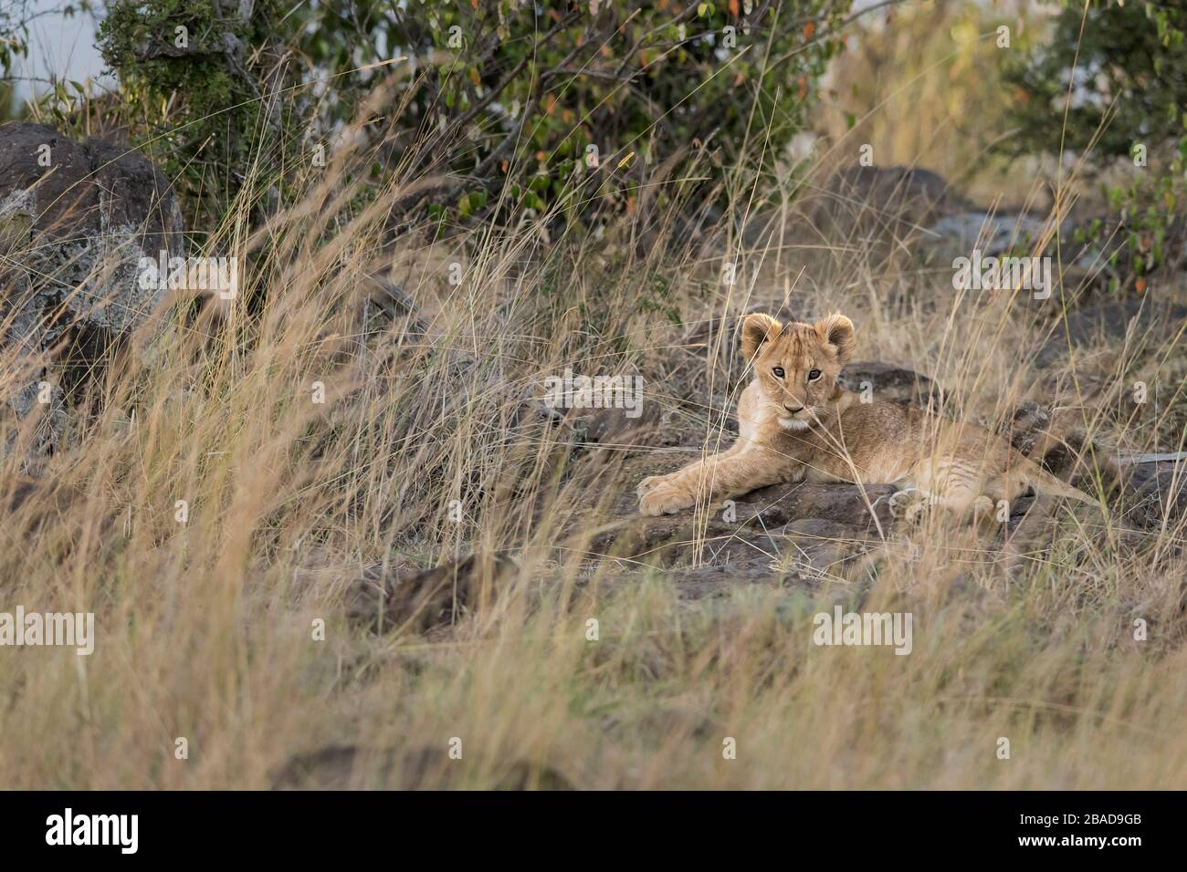 L'image du lion africain (Panthera leo) cub dans le parc national de Masai mara, au Kenya Banque D'Images