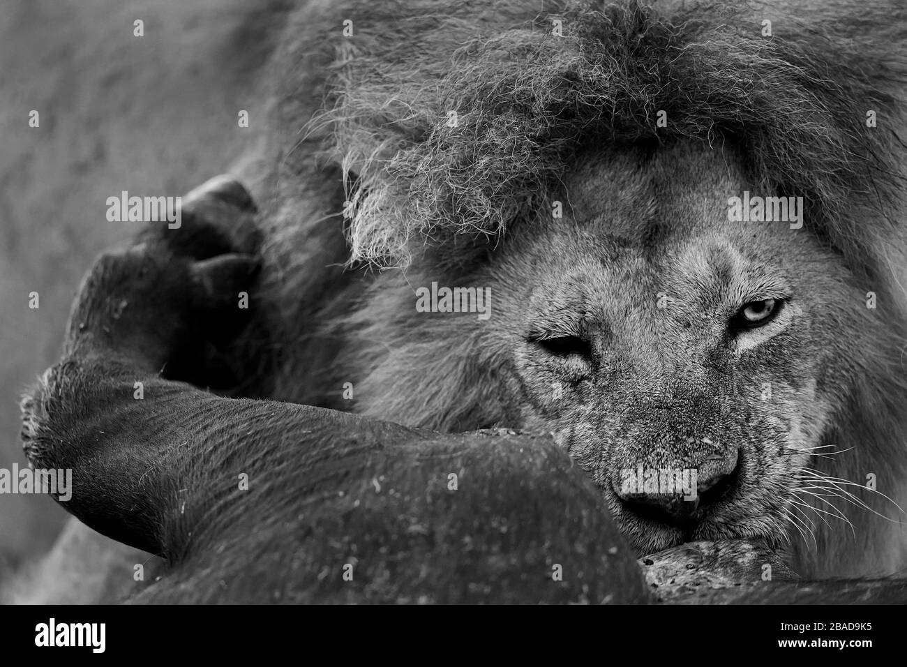 Le Lion africain qui se nourrit de buffles d'eau tuent à Masai Mara, au Kenya Banque D'Images