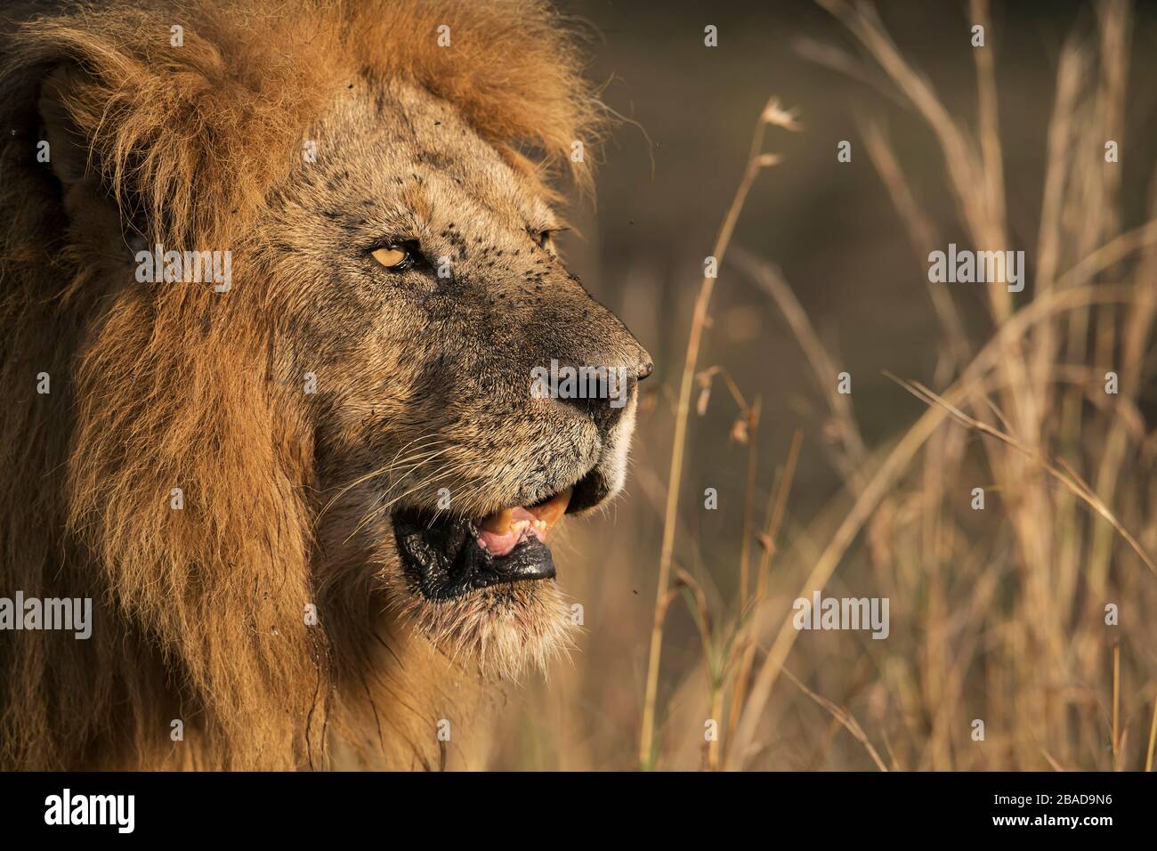 L'image du lion africain (Panthera leo) portrait masculin dans le parc national de Masai mara, au Kenya Banque D'Images