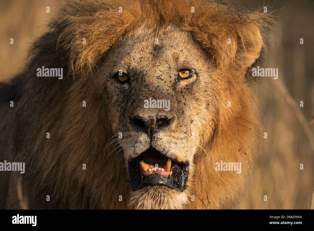 L'image du lion africain (Panthera leo) dans le parc national de Masai mara, au Kenya Banque D'Images
