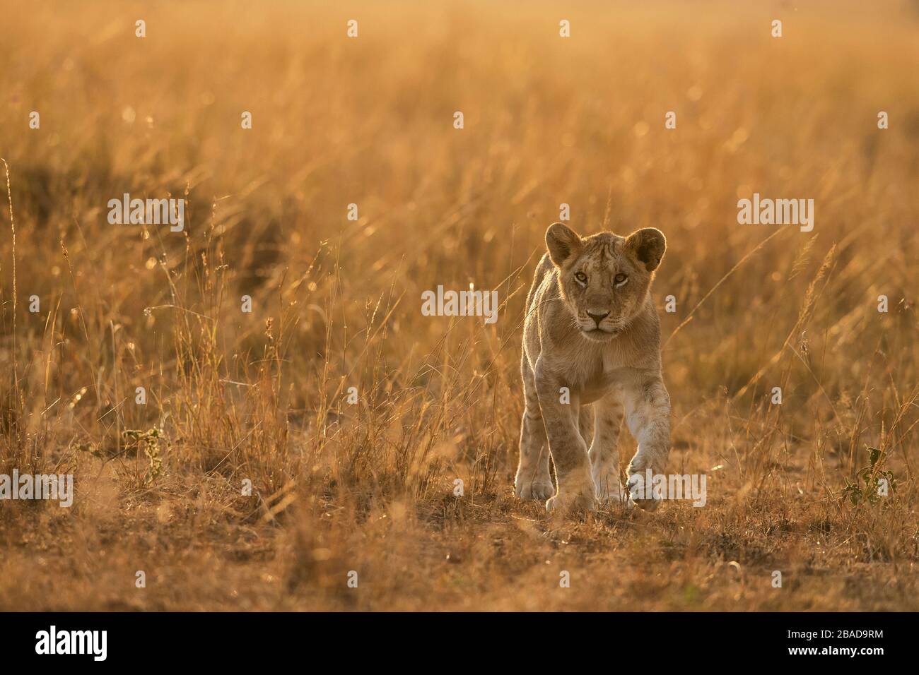 L'image du lion africain (Panthera leo) dans le parc national de Masai mara, au Kenya Banque D'Images