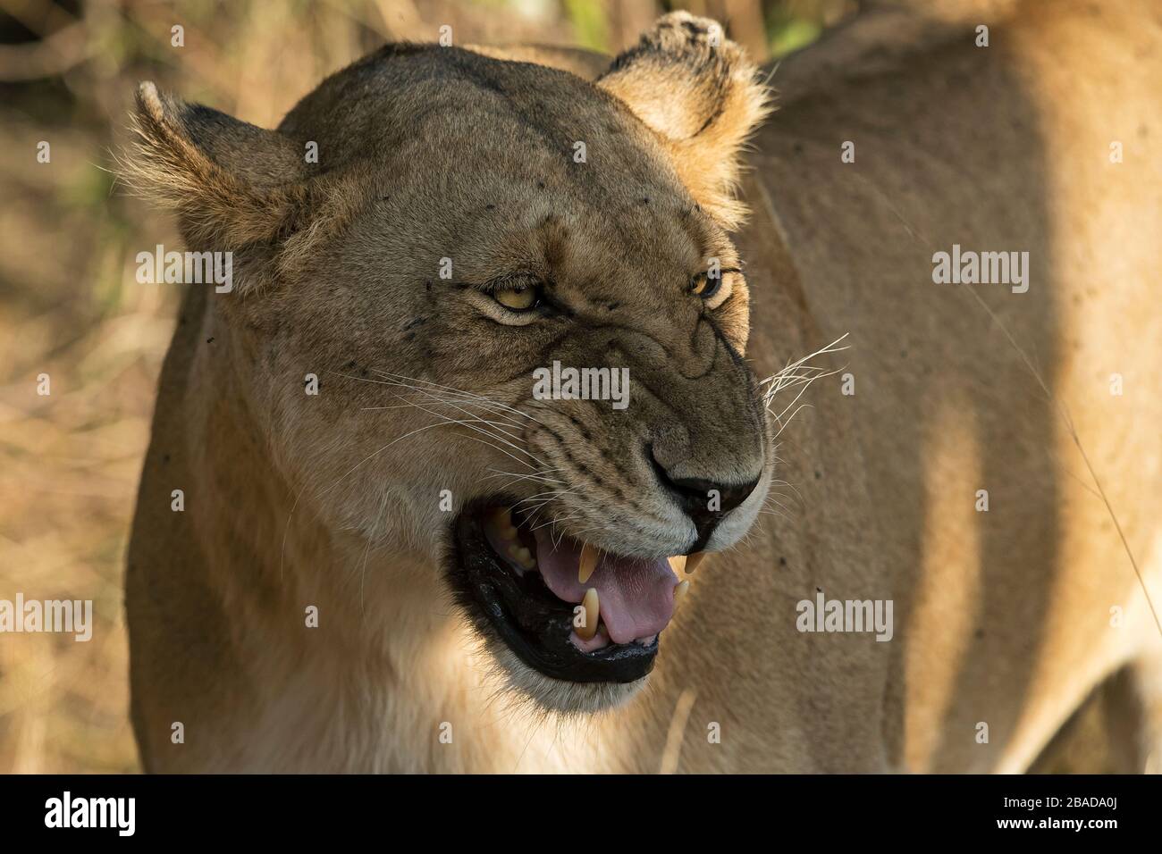 L'image du portrait du lion africain (Panthera leo) dans le parc national de Masai mara, au Kenya Banque D'Images