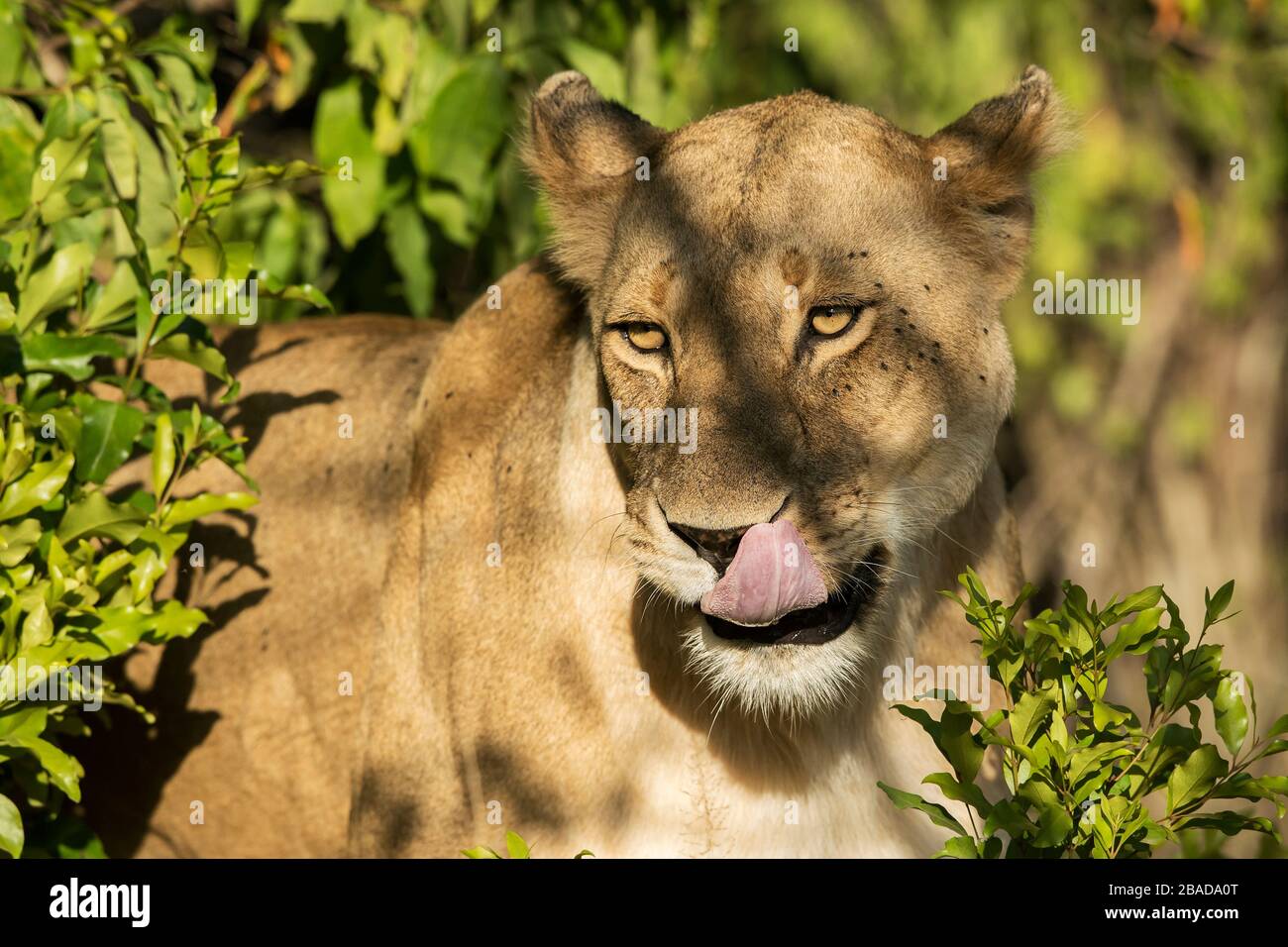 L'image du lion africain (Panthera leo) portrait masculin dans le parc national de Masai mara, au Kenya Banque D'Images
