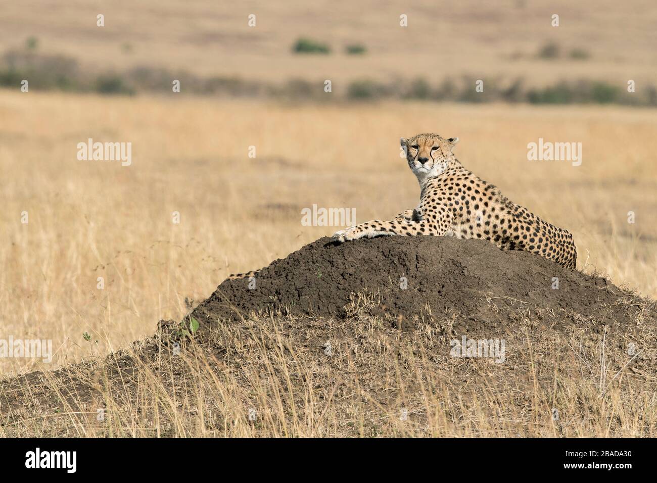 L'image de Cheetah (Acinonyx jubatus) se reposant dans la savane, au Kenya, dans le parc national de Masai Mara Banque D'Images