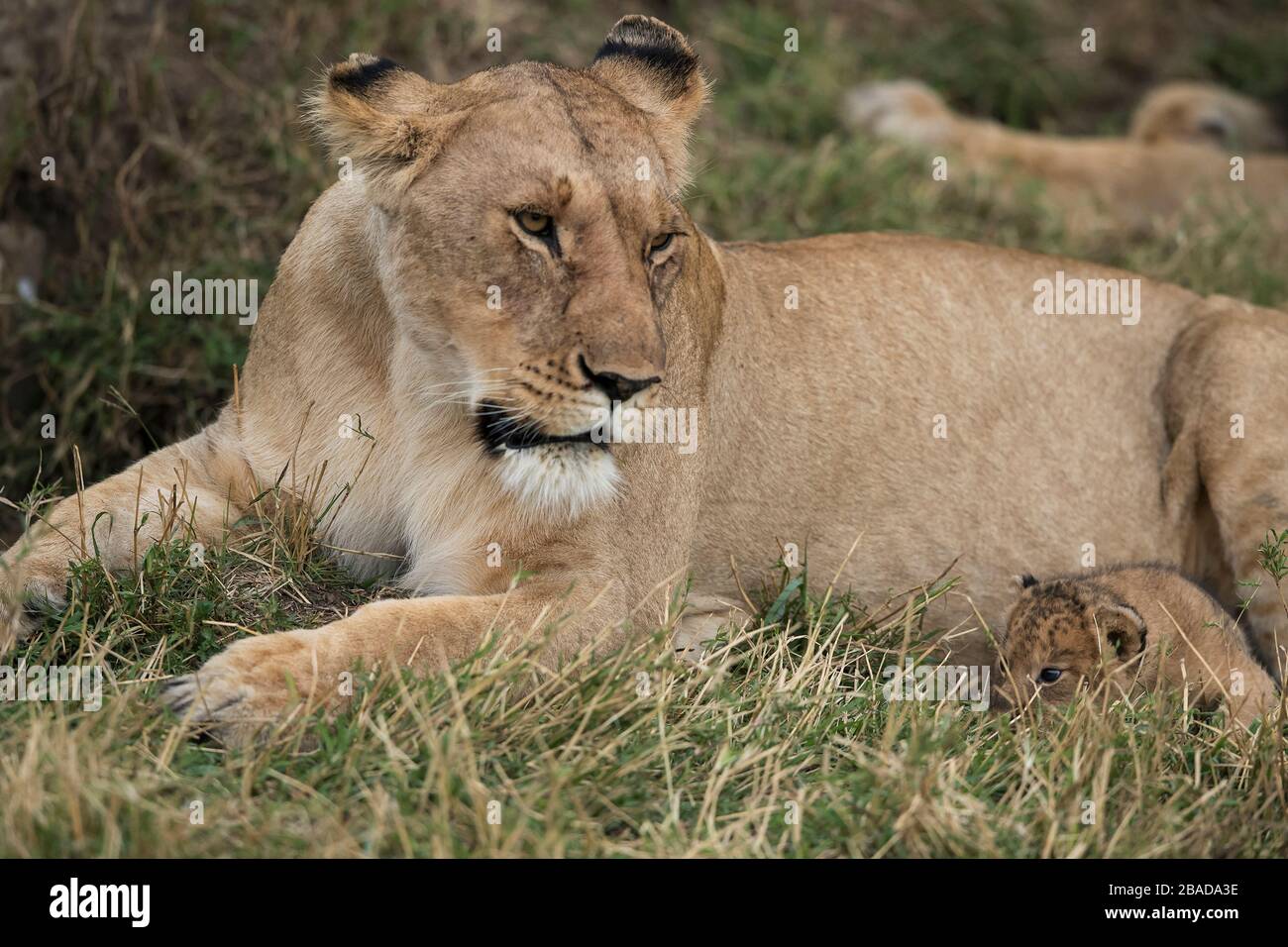 L'image du lion africain (Panthera leo) mère et cub dans le parc national de Masai mara, au Kenya Banque D'Images