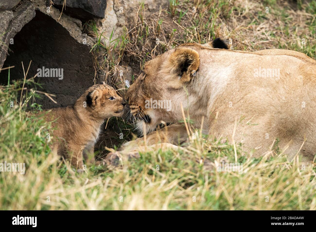 L'image du lion africain (Panthera leo) mère et cub dans le parc national de Masai mara, au Kenya Banque D'Images