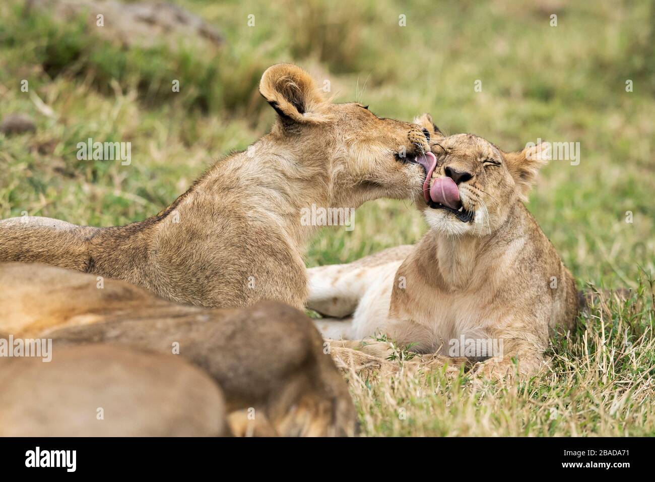 L'image du portrait du lion africain (Panthera leo) dans le parc national de Masai mara, au Kenya Banque D'Images