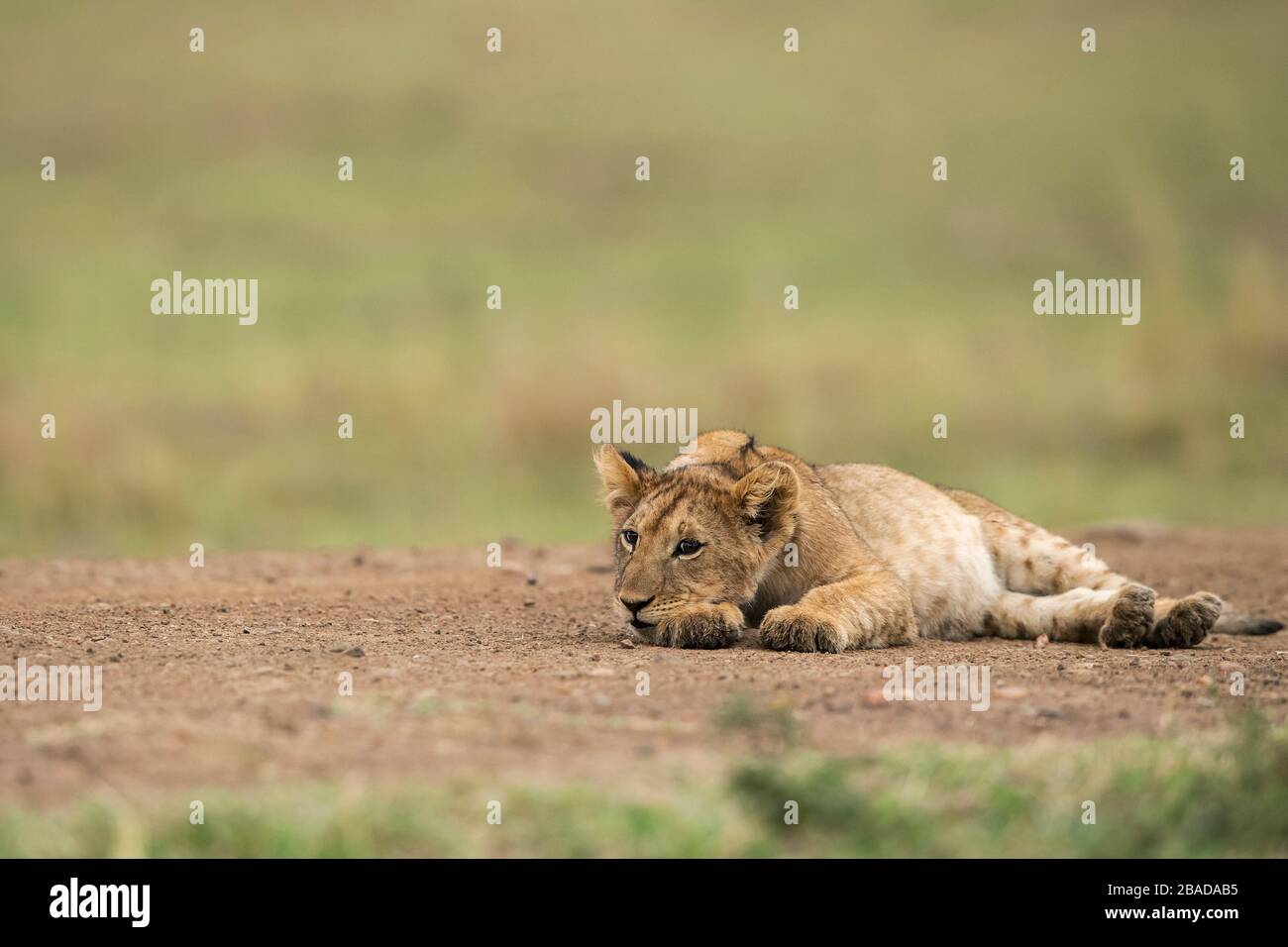 L'image du lion africain (Panthera leo) cub dans le parc national de Masai mara, au Kenya Banque D'Images