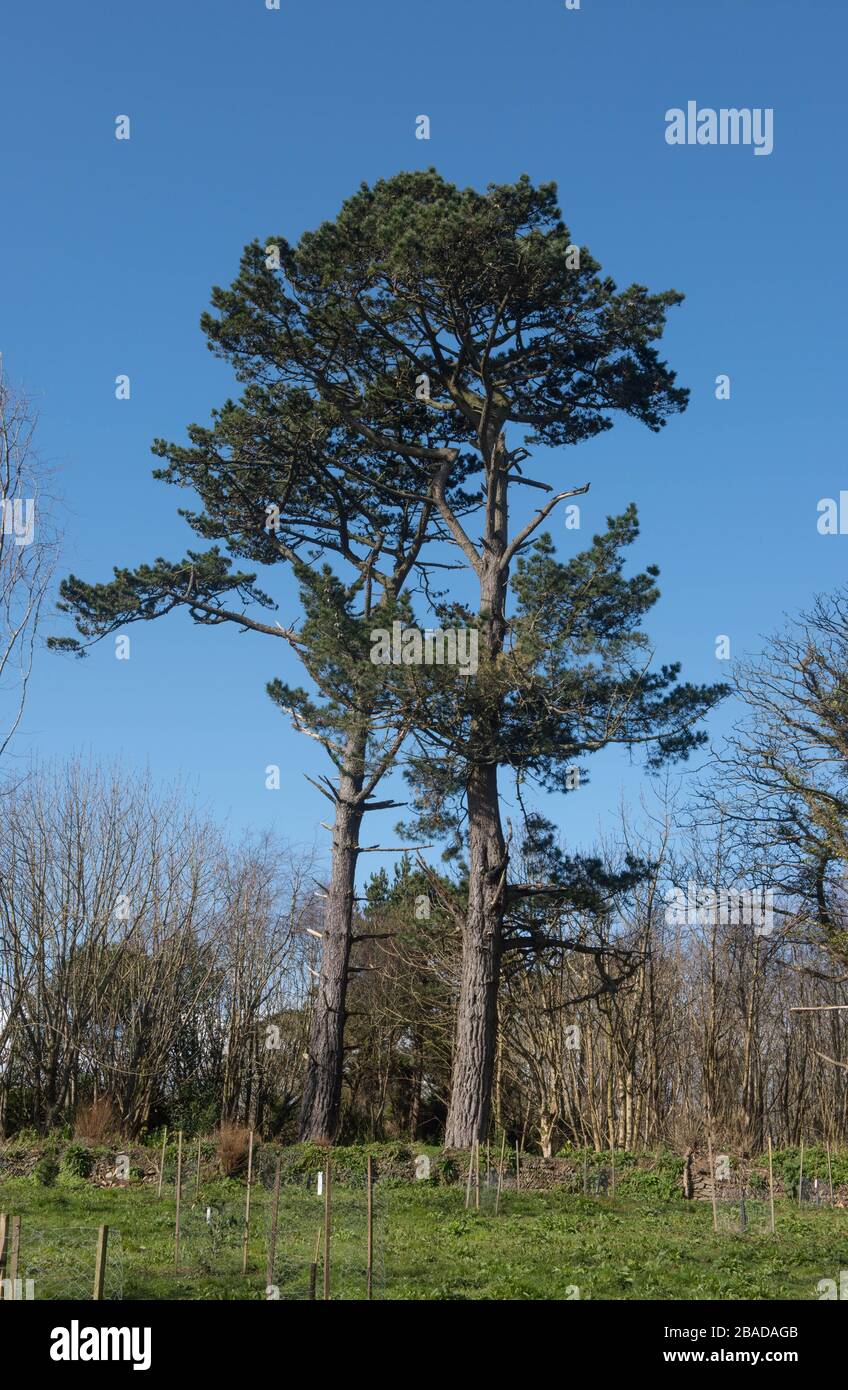 Feuillage vert d'un pin écossais Evergreen (Pinus sylvestris) avec un ciel bleu brillant fond dans un jardin dans le Devon rural, Angleterre, Royaume-Uni Banque D'Images