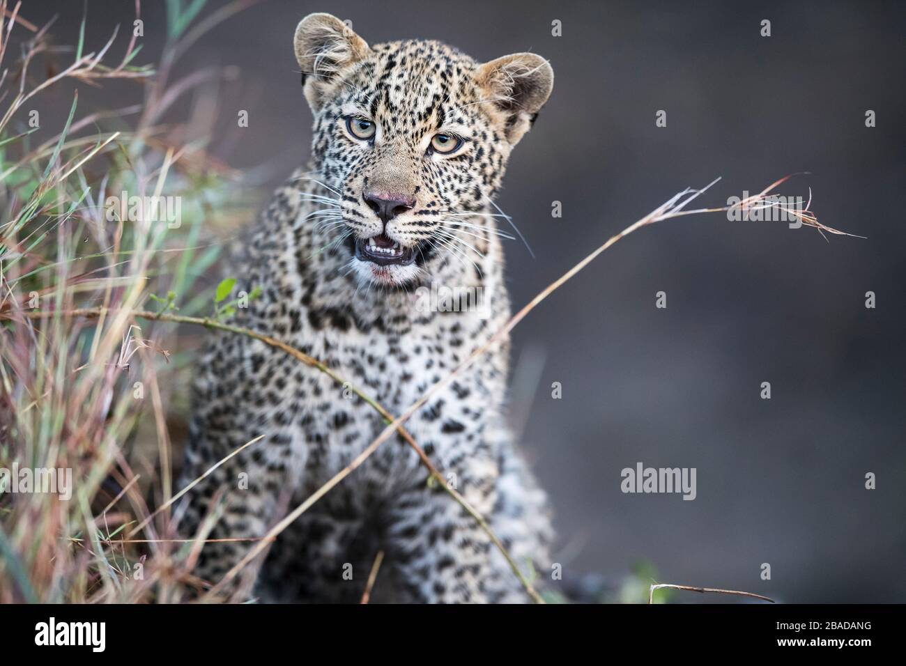 L'image de Leopard (Panthera pardus), sur le châle, Kenya, Masai Mara National Park - Banque D'Images