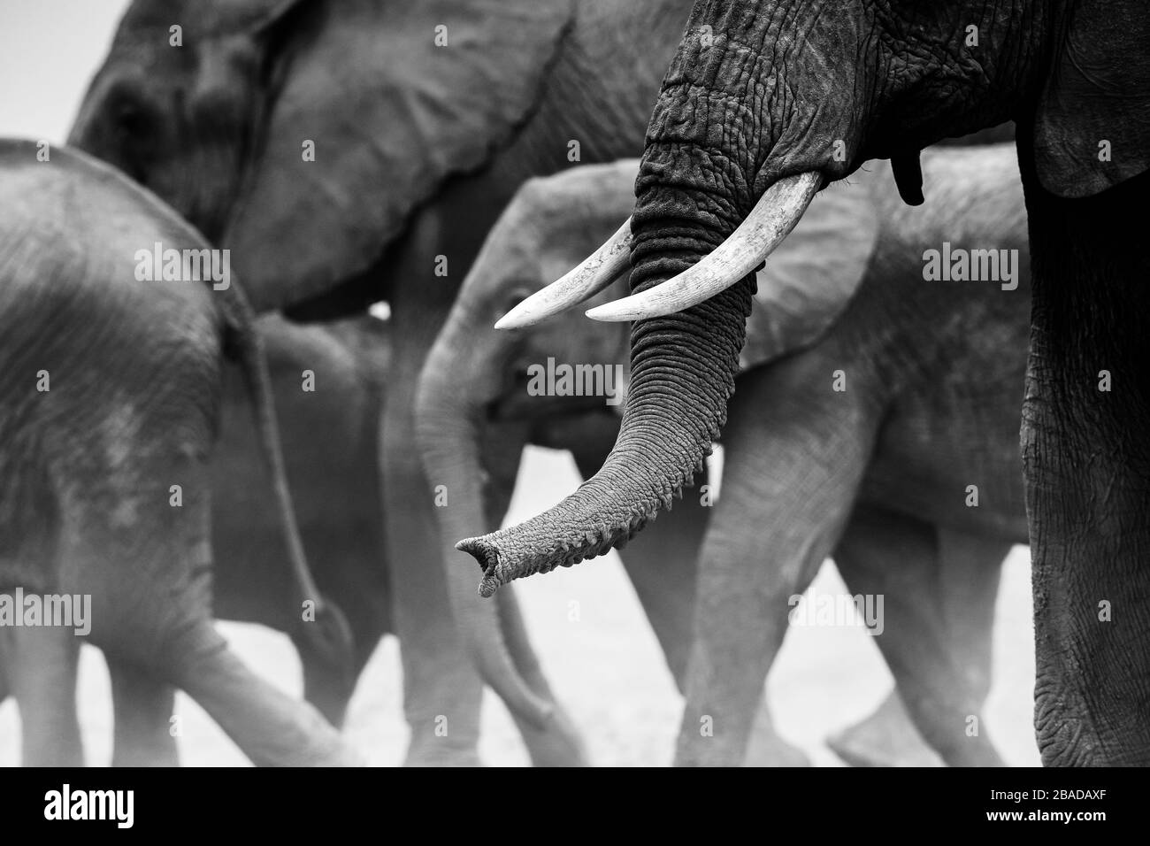 L'image du troupeau d'éléphants d'Afrique (Loxodonta africana) dans le parc national d'Amboseli, au Kenya Banque D'Images