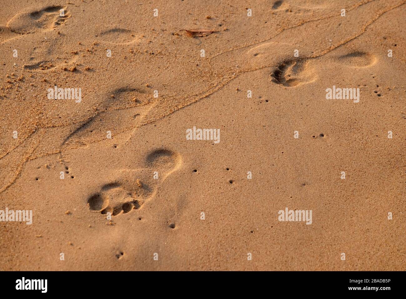 Empreintes dans la piste de sable, Candolim Beach, Goa Nord, Inde Banque D'Images