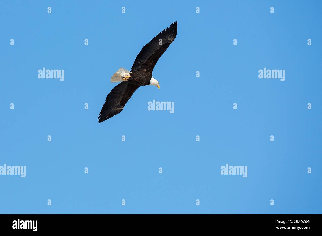 Bald Eagle en vol sur le ciel bleu montrant la pleine envergure. Banque D'Images