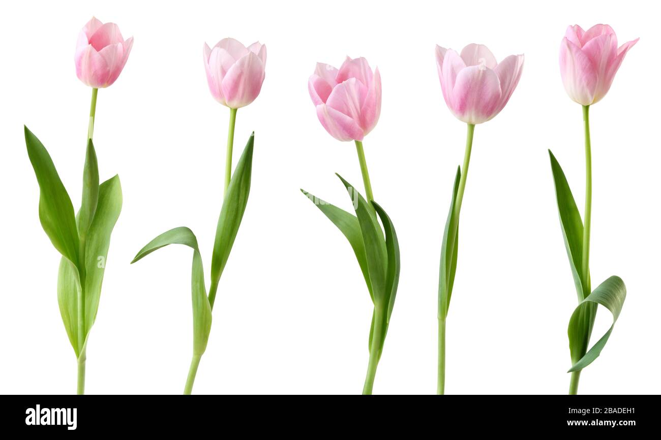 Tulipes (famille Lily, Liliaceae) isolées sur fond blanc, y compris le chemin de découpe. Allemagne Banque D'Images
