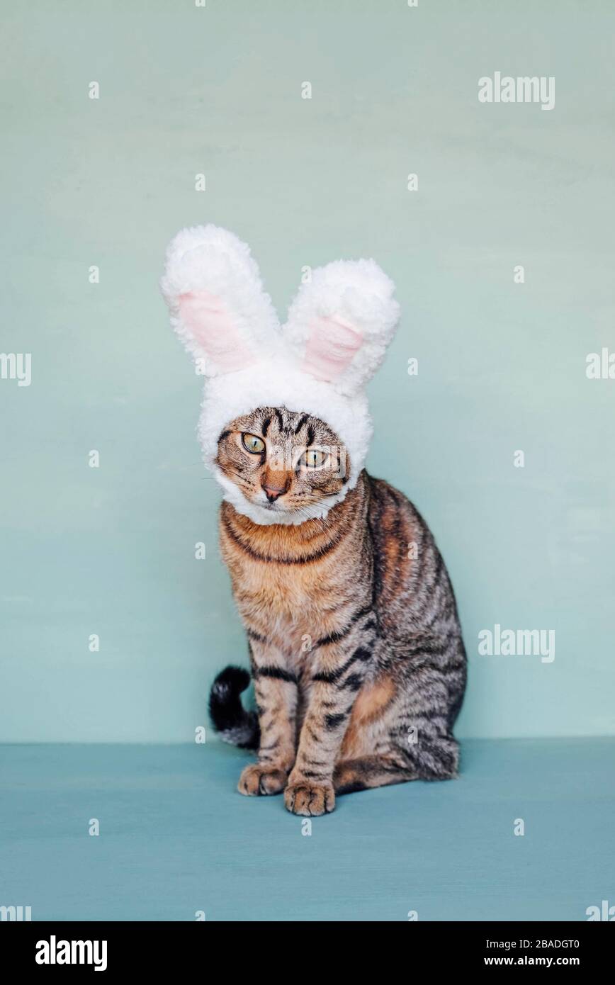 Jeune chat européen Shorthair portant des oreilles de lapin drôle. Banque D'Images