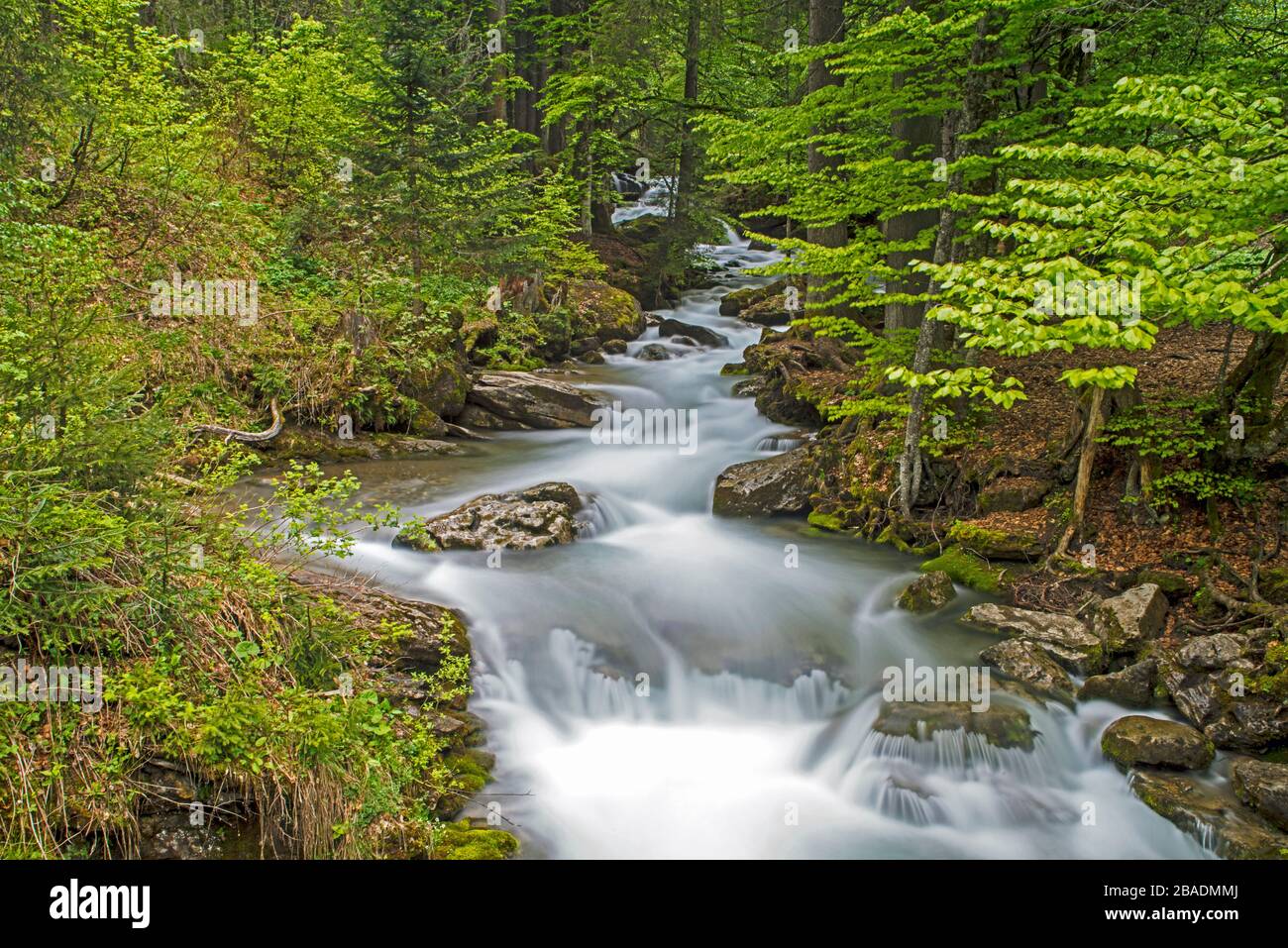 L'ardent Waterfall, ou chutes, la rivière qui coule dans le lac Montriond, au-dessus de la ville de Montriond dans les Alpes françaises. Banque D'Images