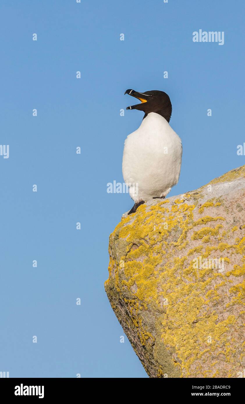 Petit pingouin (Alca torda), Great Saltee Island, Co. Wexford, Irlande Banque D'Images