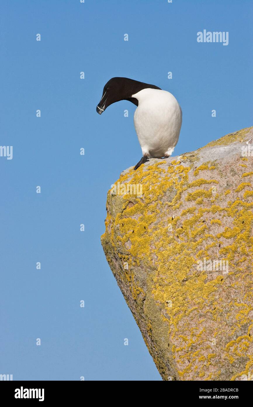 Petit pingouin (Alca torda), Great Saltee Island, Co. Wexford, Irlande Banque D'Images