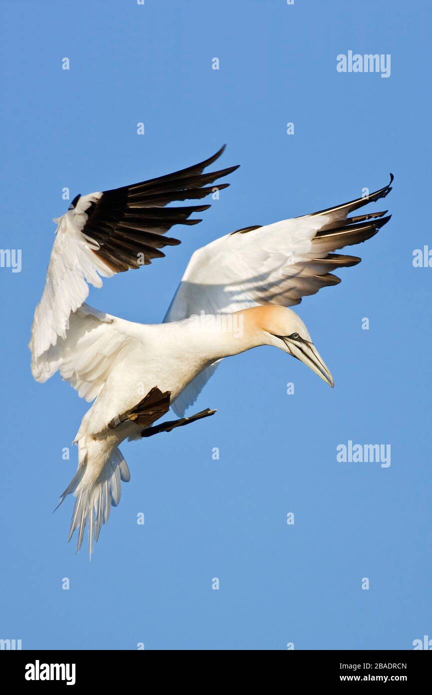 Gannet du Nord (Morus bassanus), Grande île Saltee, République d'Irlande Banque D'Images